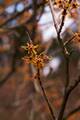 Hamamelis vernalis Verna IMG_8998 Oczar